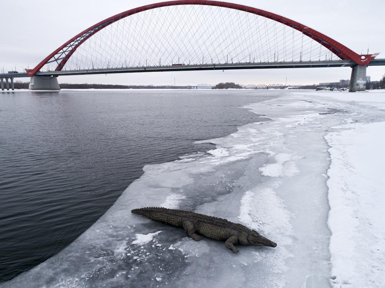 Фото Крокодила и бегемота заметили на берегу Оби в Новосибирске 3